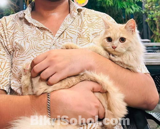 Traditional persian cat